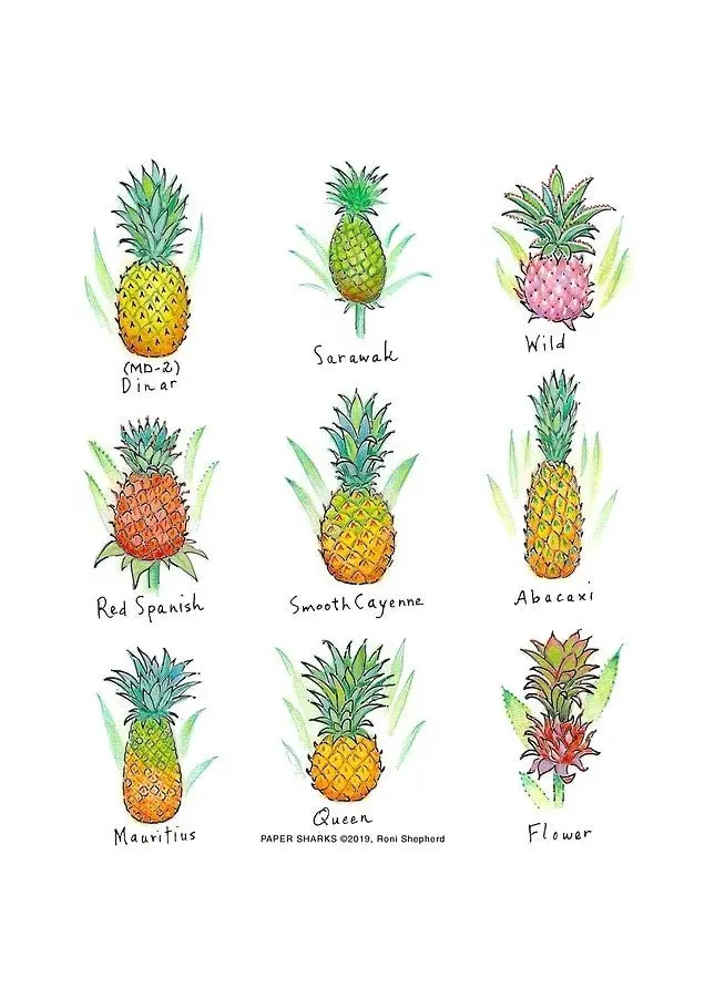 The Compleat Kitchen Flour Sack Towel – Pineapple Motif 1